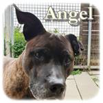 19.09.2019, Angel, Staff, ♂, geb. 2006