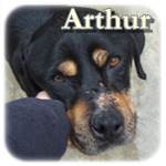 Update 28.04.2016 - Arthur, Rottweiler, ♂, geb. ca. 2011, mittelgroß-groß