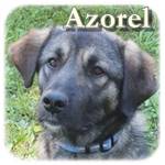01.05.2020, Azorel, Mischling, ♂ kastriert, geb. ca. Okt. 2018, mittelgroß