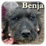 Update 10.03.2016 – Benja, Mischling, ♀, geb. ca. Ende Sept./Mitte Okt. 2015