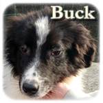 Update 07.03.2016 - Buck, Mischling, ♂, geb. ca. Sept./Okt. 2015