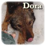 Update 22.04.2016 - Dora, Mischling, ♀, geb. ca. Juni 2014, mittelgroß