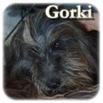 Update 20.04.2016 - Gorki, Mischling, ♂, geb. Ca. 2010/2011, mittelgroß