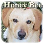 13.02.2020, Honey Bee, Mischling. ♀ kastriert, geb. ca. Ende Juni/Anfang Juli 2019
