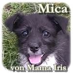 Update 25.02.2016 - Mica, Mischling, geb. ca. Anfang Januar 2016