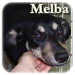Update 22.04.2016 - Melba, Mischling, ♀, geb.ca. 2014, mittelgroß