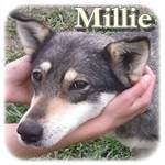 Update 13.04.2016 - Millie, Mischling, ♀ kastriert, geb. ca. 2010/2012, mittelgroß