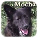 Update 10.02.2016 - Mocha, Msichling, ♀ kastriert, geb. ca. 2013/2014, mittelgroß