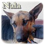 Update 22.04.2016 - Nala, DSH-Mischling, ♀, geb. ca. 2012, mittelgroß