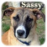 Update 21.11.2015 - Sassy, Mischling, ♀, geb. ca. Mitte November 2014
