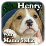 Henry, Mischling, ♂, geb. ca. Mite März 2016