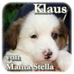 Klaus, Mischling, ♂, geb. ca. Mite März 2016