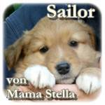 Sailor, Mischling, ♂, geb. ca. Mite März 2016