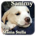 Sammy, Mischling, ♂, geb. ca. Mite März 2016