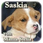 Saskia, Mischling, ♀, geb. ca. Mite März 2016