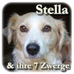 Mama Stella, Mischling, ♀, geb. ca. 2013, ca. um die 40 cm