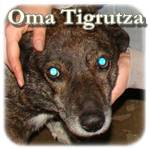 Oma Tigrutza, Mischling, ♀ kastriert, geb. ca. 2003, mittelgroß, ca. 17 kg