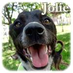 18.05.2020, Jolie, Mischling, ♀, geb. ca. 2018, mittelgroß