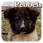 Update 10.03.2016 - Pebbels, Mischling, ♀, geb. ca. Ende Okt./Mitte Nov. 2015