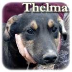 Update 10.03.2016 - Thelma, Mischling, ♀, geb. ca. Mitte Okt. 2015