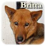Update 21.03.2015 - Britta, Mischling, ♀, geb. ca. 2008, mittelgroß